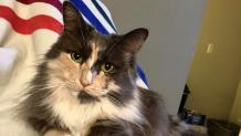 Beautiful cat sitting on a blanket.