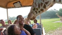 Dad and daughter with giraffe on Safari Off Road Adventure