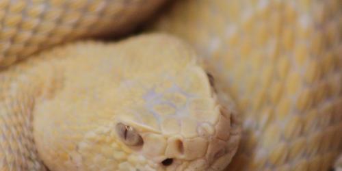 Albino Western Diamondback Rattlesnake