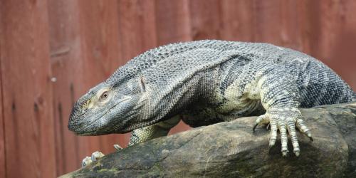 Monitor Lizard