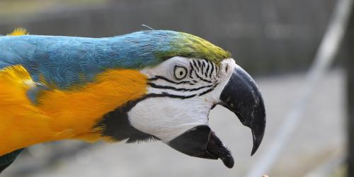 Parrot reaching for peanut