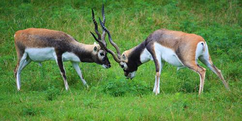 two blackbucks playing