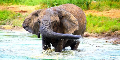 elephant in water with trunk to side